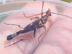 Strangalia virilis