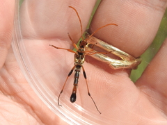 Strangalia virilis
