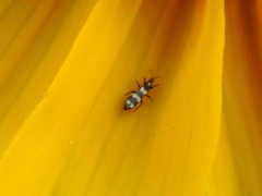 Aeolothripidae
