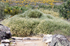 Echinospartum ibericum