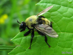 Laphria thoracica