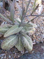 Caulanthus amplexicaulis barbarae