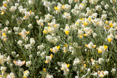 Echinospartum ibericum