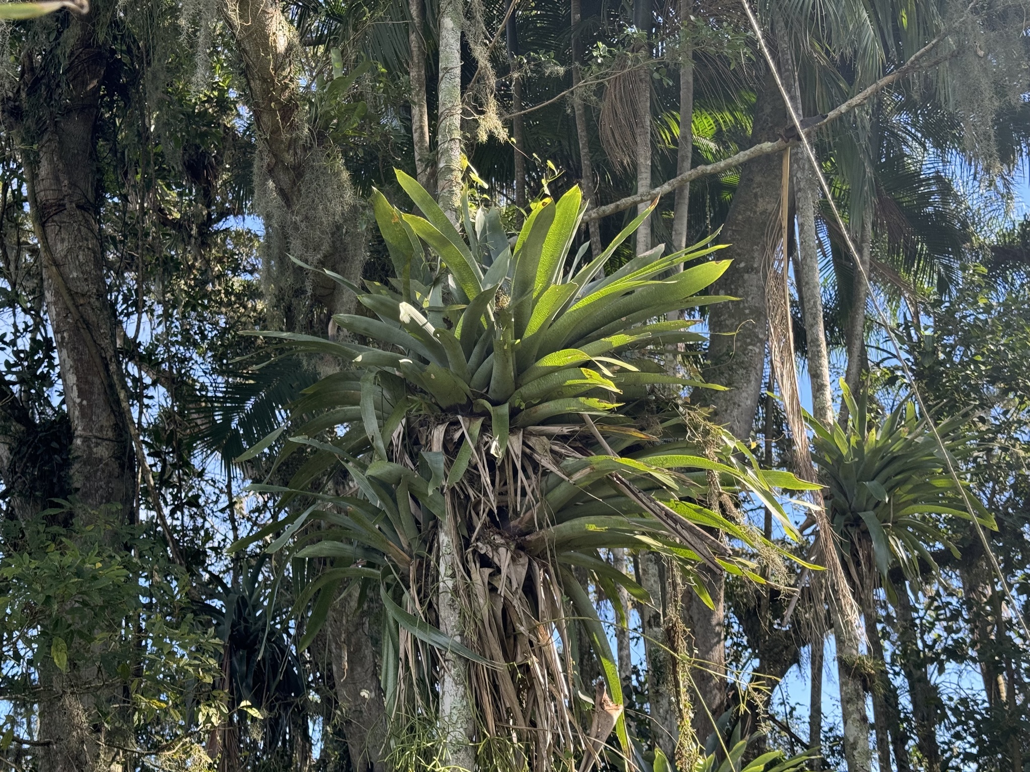 Vriesea gigantea