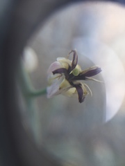 Caulanthus amplexicaulis barbarae