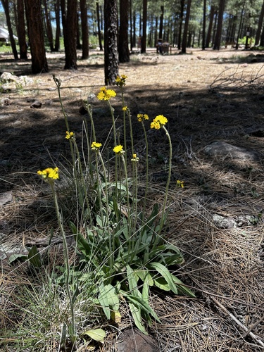 Pilosella caespitosa iNat (1)