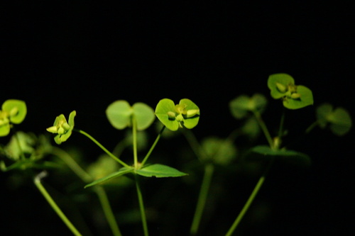Peking Spurge (Euphorbia pekinensis)