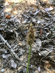 Carex stipata