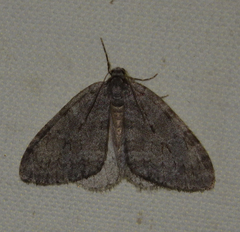 Operophterini