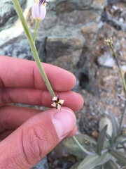 Caulanthus amplexicaulis barbarae