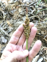 Carex stipata