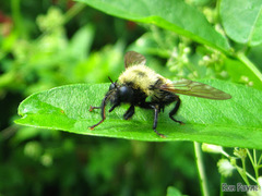 Laphria thoracica
