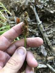 Carex stipata