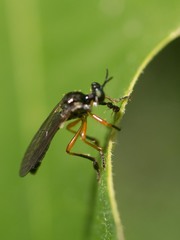 Dioctria bicincta