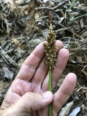 Carex stipata
