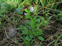 Myosotis krylovii