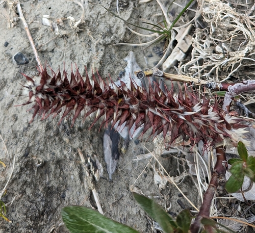 Image of Salix calcicola by (c) Caleb Catto, some rights reserved (CC BY)