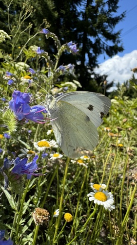 Mlynárik kapustový (Pieris brassicae)