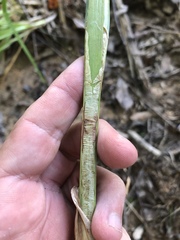 Carex stipata