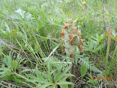 Pedicularis dasystachys