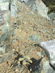 Caulanthus amplexicaulis barbarae