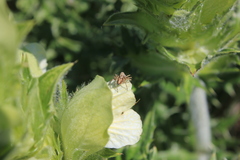 Oxyopes heterophthalmus