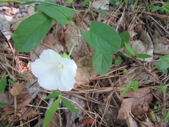 Calystegia spithamaea