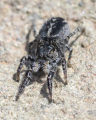 Pellenes peninsularis