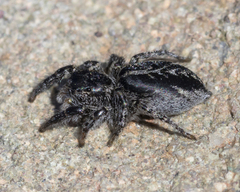 Pellenes peninsularis