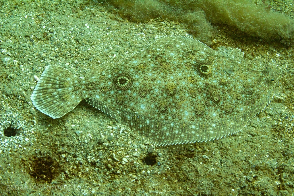 Patagonian flounder (Paralichthys patagonicus) — Paralichthyidae