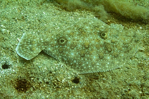 Patagonian flounder (Paralichthys patagonicus) — Paralichthyidae