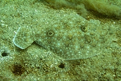 Paralichthys
