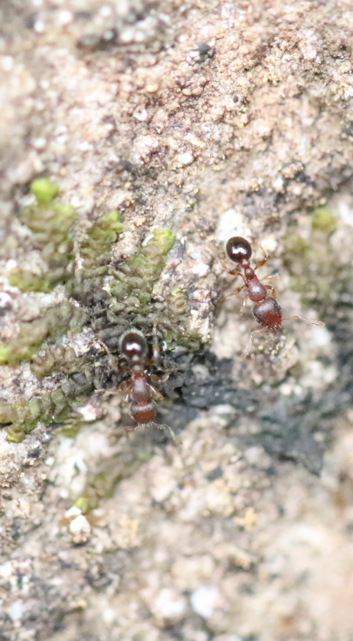 Tetramorium parvispinum