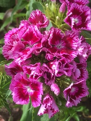 Dianthus chinensis
