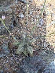 Caulanthus amplexicaulis barbarae