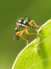 Dioctria bicincta
