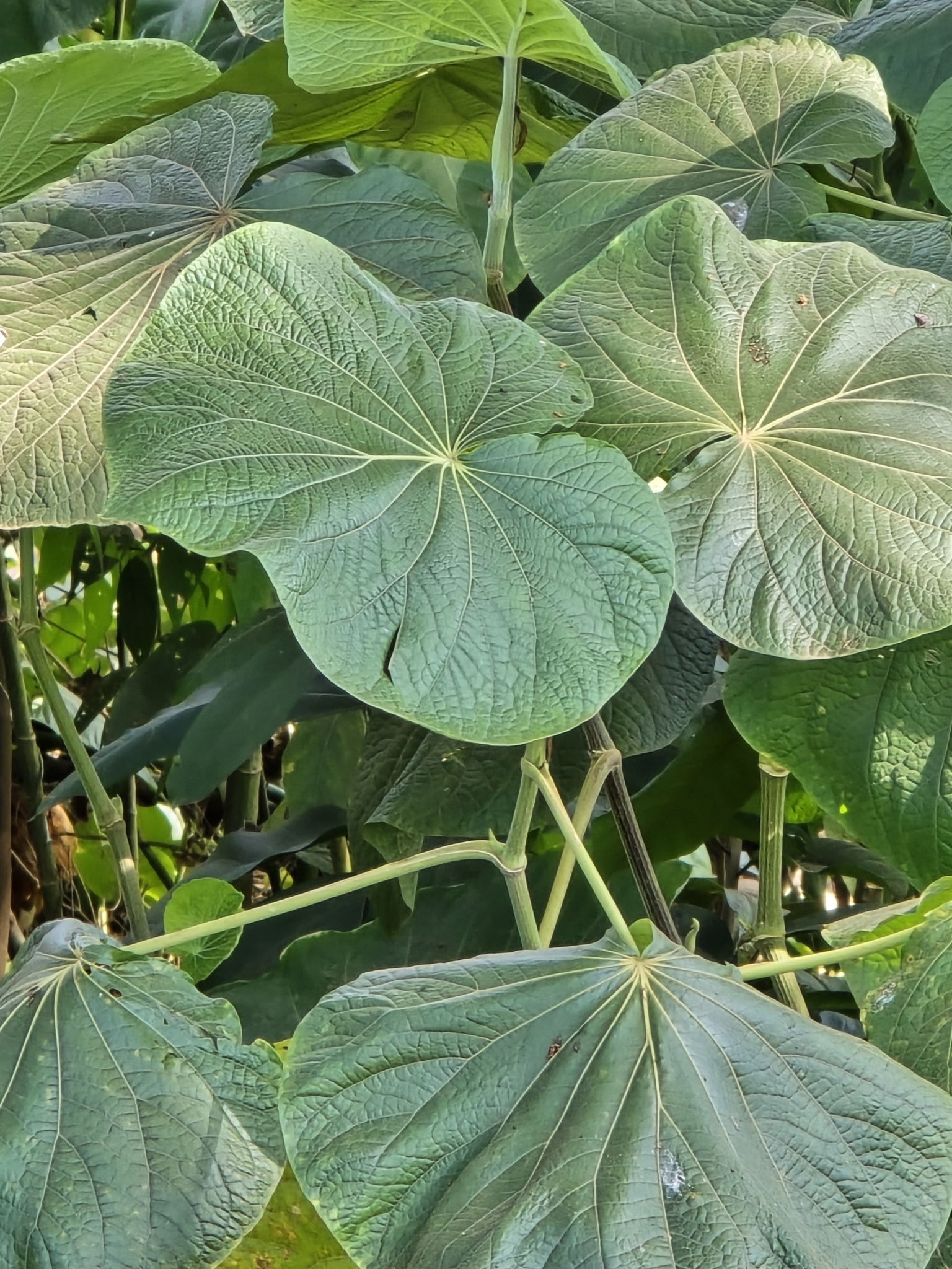 Piper umbellatum