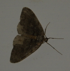Operophterini