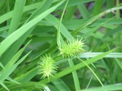 Carex lurida