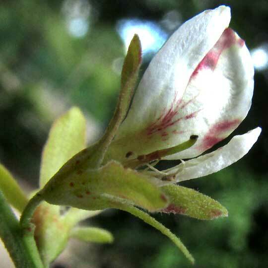 Apoplanesia paniculata