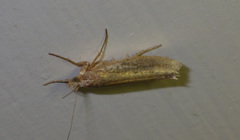 Ypsolopha parenthesella