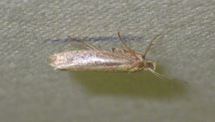 Ypsolopha parenthesella