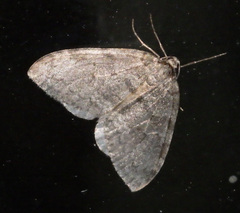 Operophterini