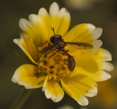 Physocephala burgessi