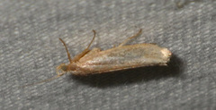 Ypsolopha parenthesella