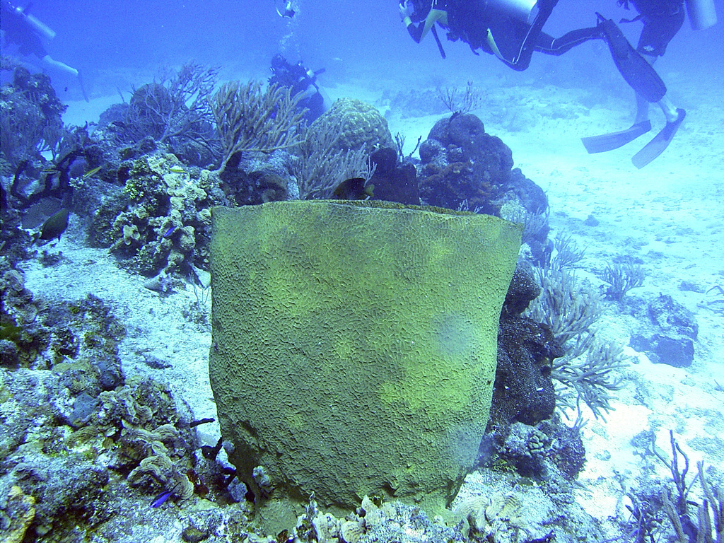 Netted Barrel Sponge