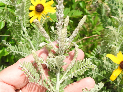 Amorpha canescens