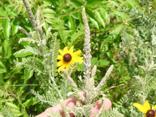 Amorpha canescens