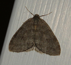 Operophterini