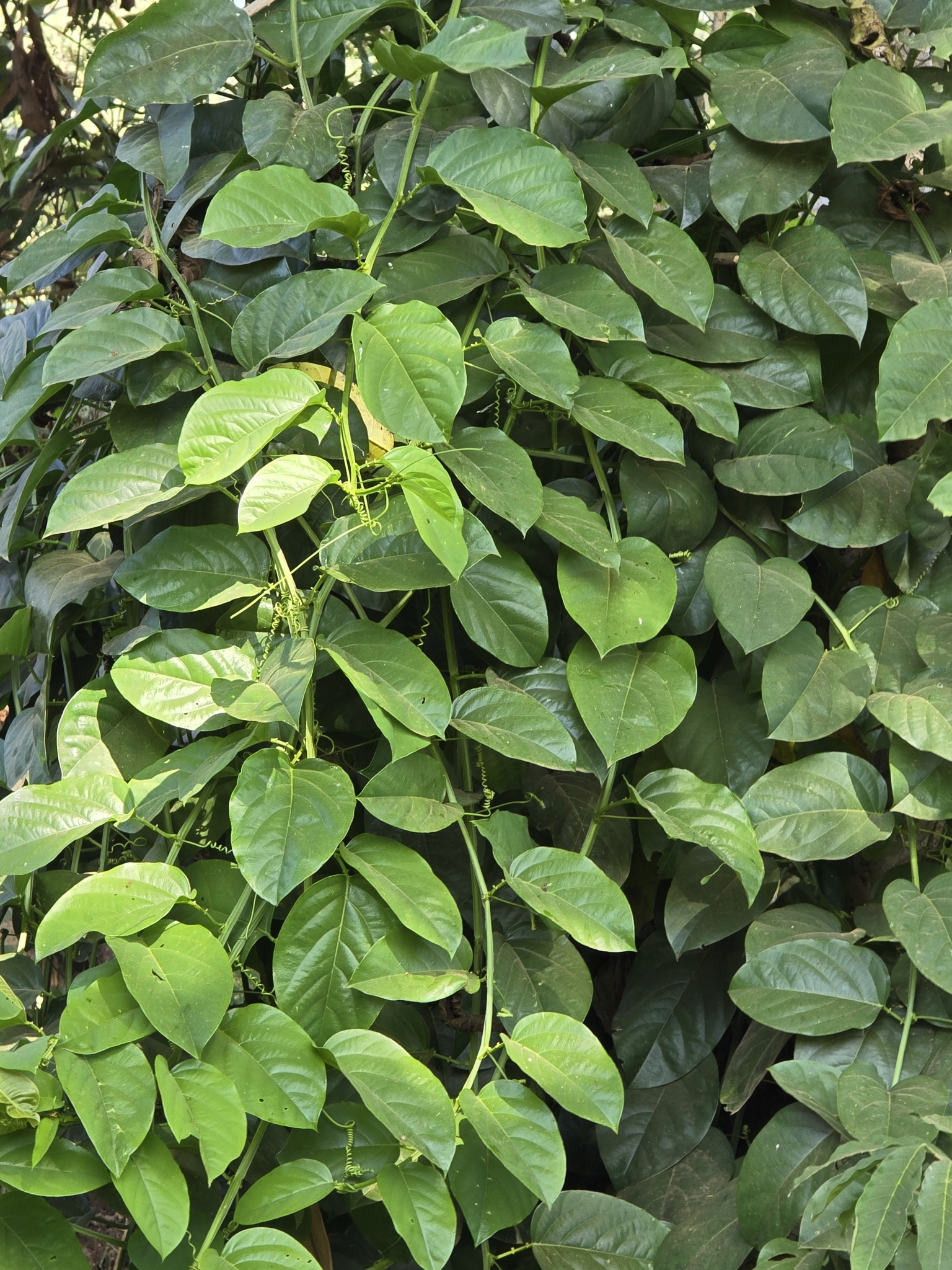 Passiflora alata